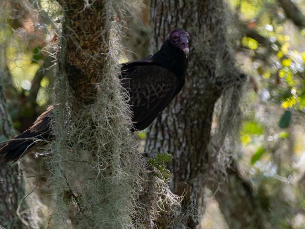 <h3><a href="/trips/orlando/biota/animalia/chordata/aves/017 accipitriformes/001 cathartidae/cathartes aura/cathartes aura-nl.html">Cathartes&nbsp;aura</a> / Turkey&nbsp;vulture / Roodkopgier</h3>OM-1 Mark II met M.300mm F4.0 + MC-14, 1/2000 sec  bij F5.6, ISO 10000, afstand 24.3&nbsp;m